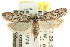  ( - CCDB-15744-D10)  @14 [ ] CreativeCommons - Attribution (2011) ANIC/CBG Photography Group Centre for Biodiversity Genomics