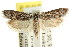  ( - CCDB-15744-D11)  @11 [ ] CreativeCommons - Attribution (2011) ANIC/CBG Photography Group Centre for Biodiversity Genomics