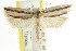  ( - CCDB-15744-E11)  @11 [ ] CreativeCommons - Attribution (2011) ANIC/CBG Photography Group Centre for Biodiversity Genomics