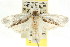 ( - CCDB-15745-B07)  @14 [ ] CreativeCommons - Attribution (2011) ANIC/CBG Photography Group Centre for Biodiversity Genomics