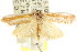  ( - CCDB-15745-B12)  @12 [ ] CreativeCommons - Attribution (2011) ANIC/CBG Photography Group Centre for Biodiversity Genomics