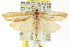  ( - CCDB-15745-C01)  @13 [ ] CreativeCommons - Attribution (2011) ANIC/CBG Photography Group Centre for Biodiversity Genomics