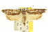 ( - CCDB-15745-D02)  @14 [ ] CreativeCommons - Attribution (2011) ANIC/CBG Photography Group Centre for Biodiversity Genomics