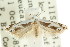  ( - CCDB-15745-G04)  @11 [ ] CreativeCommons - Attribution (2011) ANIC/CBG Photography Group Centre for Biodiversity Genomics