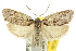  (Cryptophasa sp. ANIC32 - CCDB-15745-G10)  @15 [ ] CreativeCommons - Attribution (2011) ANIC/CBG Photography Group Centre for Biodiversity Genomics