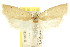  ( - CCDB-15746-A05)  @11 [ ] CreativeCommons - Attribution (2011) ANIC/CBG Photography Group Centre for Biodiversity Genomics