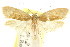  ( - CCDB-15746-A06)  @11 [ ] CreativeCommons - Attribution (2011) ANIC/CBG Photography Group Centre for Biodiversity Genomics