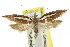  ( - CCDB-15746-A12)  @11 [ ] CreativeCommons - Attribution (2011) ANIC/CBG Photography Group Centre for Biodiversity Genomics