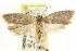  ( - CCDB-15746-B01)  @11 [ ] CreativeCommons - Attribution (2011) ANIC/CBG Photography Group Centre for Biodiversity Genomics