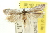  ( - CCDB-15746-B03)  @11 [ ] CreativeCommons - Attribution (2011) ANIC/CBG Photography Group Centre for Biodiversity Genomics