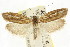  (Catoryctis sp. ANIC2 - CCDB-15746-B06)  @11 [ ] CreativeCommons - Attribution (2011) ANIC/CBG Photography Group Centre for Biodiversity Genomics