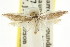  (Scieropepla sp. ANIC16 - CCDB-15746-C02)  @11 [ ] CreativeCommons - Attribution (2011) ANIC/CBG Photography Group Centre for Biodiversity Genomics