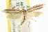  ( - CCDB-15746-C03)  @11 [ ] CreativeCommons - Attribution (2011) ANIC/CBG Photography Group Centre for Biodiversity Genomics