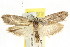  (Odites sp. ANIC1 - CCDB-15746-C07)  @11 [ ] CreativeCommons - Attribution (2011) ANIC/CBG Photography Group Centre for Biodiversity Genomics