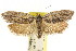  ( - CCDB-15746-C10)  @11 [ ] CreativeCommons - Attribution (2011) ANIC/CBG Photography Group Centre for Biodiversity Genomics