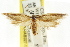  ( - CCDB-15746-D11)  @11 [ ] CreativeCommons - Attribution (2011) ANIC/CBG Photography Group Centre for Biodiversity Genomics