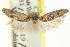  (Scieropepla sp. ANIC21 - CCDB-15746-D12)  @11 [ ] CreativeCommons - Attribution (2011) ANIC/CBG Photography Group Centre for Biodiversity Genomics