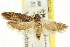  ( - CCDB-15746-E01)  @11 [ ] CreativeCommons - Attribution (2011) ANIC/CBG Photography Group Centre for Biodiversity Genomics