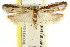  ( - CCDB-15746-E11)  @11 [ ] CreativeCommons - Attribution (2011) ANIC/CBG Photography Group Centre for Biodiversity Genomics