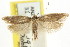  (Scieropepla sp. ANIC24 - CCDB-15746-F08)  @11 [ ] CreativeCommons - Attribution (2011) ANIC/CBG Photography Group Centre for Biodiversity Genomics