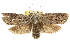  ( - CCDB-15746-H10)  @13 [ ] CreativeCommons - Attribution (2011) ANIC/CBG Photography Group Centre for Biodiversity Genomics