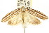  (Catoryctis eugramma - CCDB-15747-B11)  @14 [ ] CreativeCommons - Attribution (2011) ANIC/CBG Photography Group Centre for Biodiversity Genomics