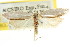  (Scieropepla sp. ANIC30 - CCDB-15747-E03)  @11 [ ] CreativeCommons - Attribution (2011) ANIC/CBG Photography Group Centre for Biodiversity Genomics