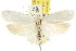  ( - CCDB-15747-E07)  @13 [ ] CreativeCommons - Attribution (2011) ANIC/CBG Photography Group Centre for Biodiversity Genomics