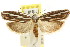  ( - CCDB-15747-E09)  @15 [ ] CreativeCommons - Attribution (2011) ANIC/CBG Photography Group Centre for Biodiversity Genomics