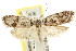  ( - CCDB-15747-F05)  @11 [ ] CreativeCommons - Attribution (2011) ANIC/CBG Photography Group Centre for Biodiversity Genomics
