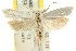  (Scieropepla sp. ANIC136 - CCDB-15747-G01)  @13 [ ] CreativeCommons - Attribution (2011) ANIC/CBG Photography Group Centre for Biodiversity Genomics