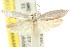  ( - CCDB-15747-G04)  @11 [ ] CreativeCommons - Attribution (2011) ANIC/CBG Photography Group Centre for Biodiversity Genomics