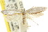  ( - CCDB-15747-G06)  @11 [ ] CreativeCommons - Attribution (2011) ANIC/CBG Photography Group Centre for Biodiversity Genomics