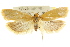  ( - CCDB-15747-G08)  @11 [ ] CreativeCommons - Attribution (2011) ANIC/CBG Photography Group Centre for Biodiversity Genomics