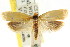  ( - CCDB-15747-G09)  @11 [ ] CreativeCommons - Attribution (2011) ANIC/CBG Photography Group Centre for Biodiversity Genomics