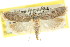  ( - CCDB-15747-G10)  @11 [ ] CreativeCommons - Attribution (2011) ANIC/CBG Photography Group Centre for Biodiversity Genomics
