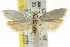  ( - CCDB-15749-B12)  @13 [ ] CreativeCommons - Attribution (2011) ANIC/CBG Photography Group Centre for Biodiversity Genomics