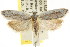 (Scieropepla sp. ANIC140 - CCDB-15749-E01)  @13 [ ] CreativeCommons - Attribution (2011) ANIC/CBG Photography Group Centre for Biodiversity Genomics