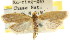  ( - CCDB-15749-F10)  @15 [ ] CreativeCommons - Attribution (2011) ANIC/CBG Photography Group Centre for Biodiversity Genomics