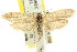  ( - CCDB-15749-H05)  @12 [ ] CreativeCommons - Attribution (2011) ANIC/CBG Photography Group Centre for Biodiversity Genomics