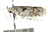  ( - CCDB-15750-C07)  @13 [ ] CreativeCommons - Attribution (2011) ANIC/CBG Photography Group Centre for Biodiversity Genomics