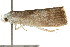  ( - CCDB-15750-C08)  @12 [ ] CreativeCommons - Attribution (2011) ANIC/CBG Photography Group Centre for Biodiversity Genomics