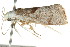  ( - CCDB-15750-C09)  @12 [ ] CreativeCommons - Attribution (2011) ANIC/CBG Photography Group Centre for Biodiversity Genomics