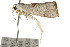  ( - CCDB-15750-C10)  @12 [ ] CreativeCommons - Attribution (2011) ANIC/CBG Photography Group Centre for Biodiversity Genomics