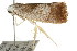  ( - CCDB-15750-D11)  @12 [ ] CreativeCommons - Attribution (2011) ANIC/CBG Photography Group Centre for Biodiversity Genomics