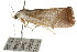  ( - CCDB-15750-D12)  @12 [ ] CreativeCommons - Attribution (2011) ANIC/CBG Photography Group Centre for Biodiversity Genomics