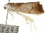  ( - CCDB-15750-E01)  @12 [ ] CreativeCommons - Attribution (2011) ANIC/CBG Photography Group Centre for Biodiversity Genomics