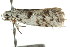  ( - CCDB-15750-E03)  @13 [ ] CreativeCommons - Attribution (2011) ANIC/CBG Photography Group Centre for Biodiversity Genomics