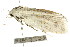  ( - CCDB-15750-F10)  @12 [ ] CreativeCommons - Attribution (2011) ANIC/CBG Photography Group Centre for Biodiversity Genomics