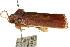  ( - CCDB-15750-G05)  @12 [ ] CreativeCommons - Attribution (2011) ANIC/CBG Photography Group Centre for Biodiversity Genomics